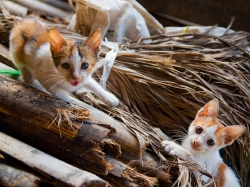 They were playing until they saw the camera